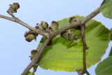 Hamamelis mollis