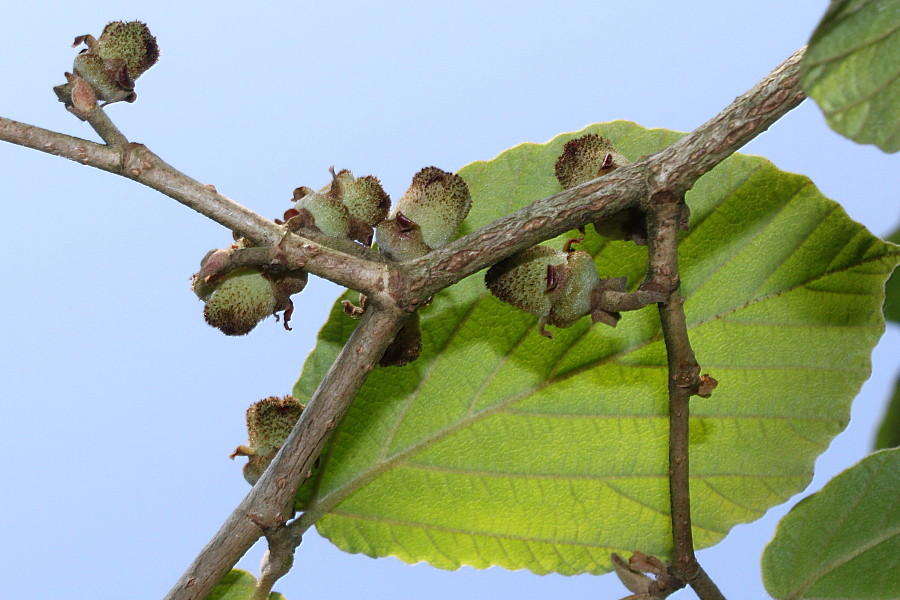 Изображение особи Hamamelis mollis.