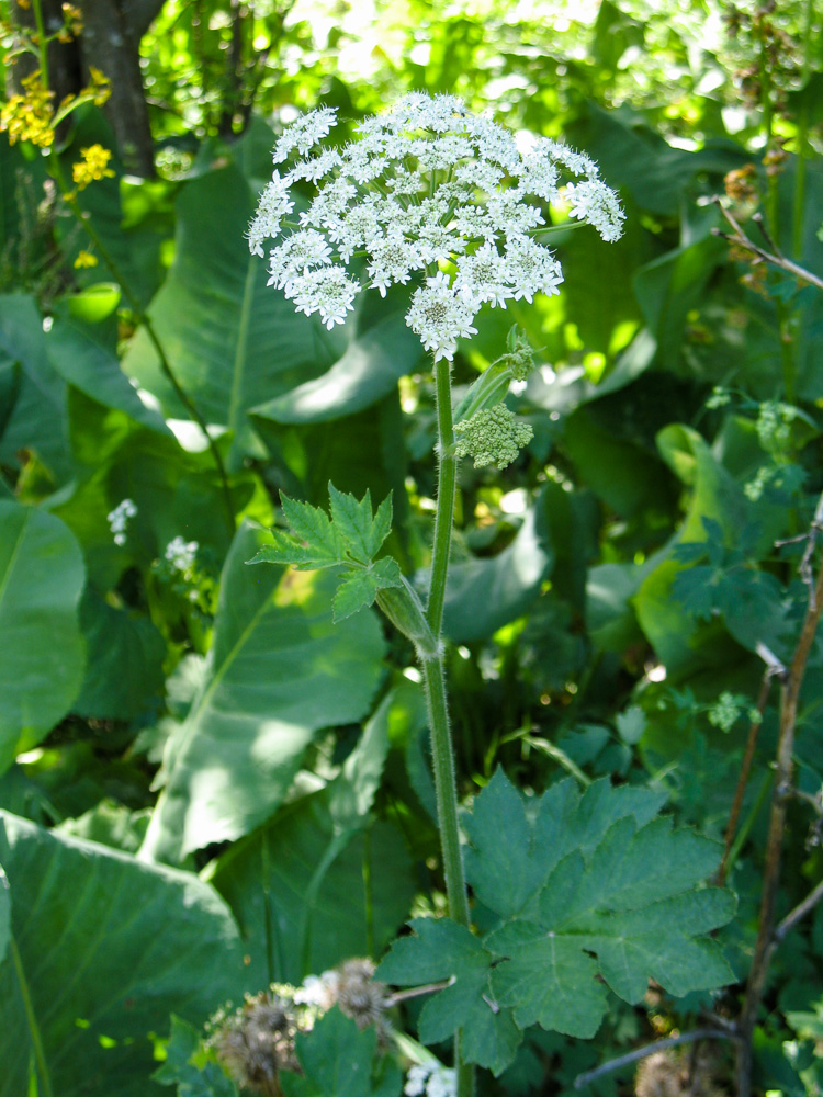 Image of Heracleum dissectum specimen.