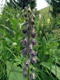 Aconitum septentrionale