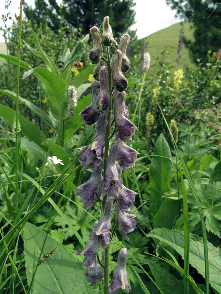 Изображение особи Aconitum septentrionale.