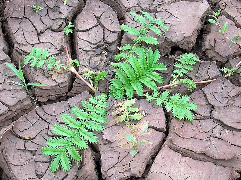 Image of Potentilla anserina specimen.