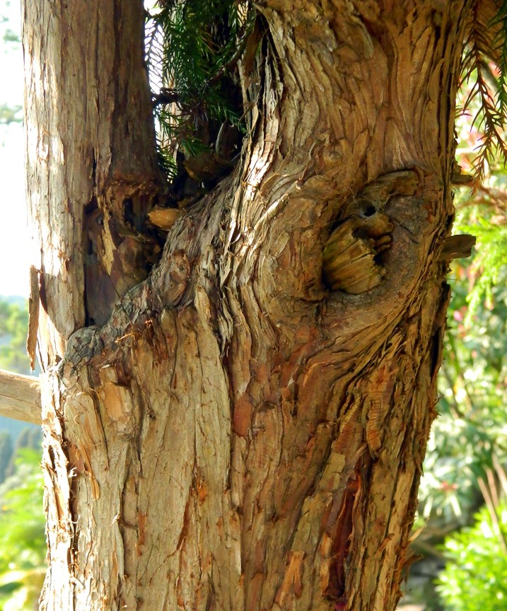 Изображение особи Cryptomeria japonica.