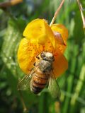 Impatiens capensis. Сидящая на цветке пчела, обильно покрытая пыльцой. Нидерланды, провинция Drenthe, Eelde, берег канала Noord-Willemskanaal. 27 сентября 2009 г.