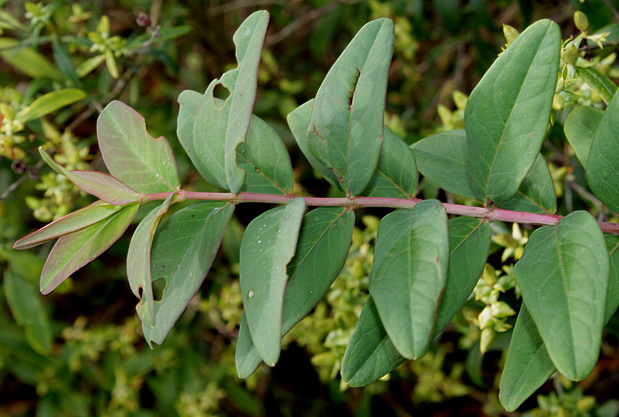 Image of Hypericum hookerianum specimen.