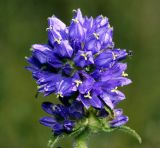 Campanula cervicaria. Соцветие. Московская обл., Раменский р-н, окр. ж.-д. платформы Хрипань, просека под ЛЭП. 08.07.2014.