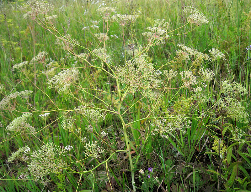 Image of Falcaria vulgaris specimen.