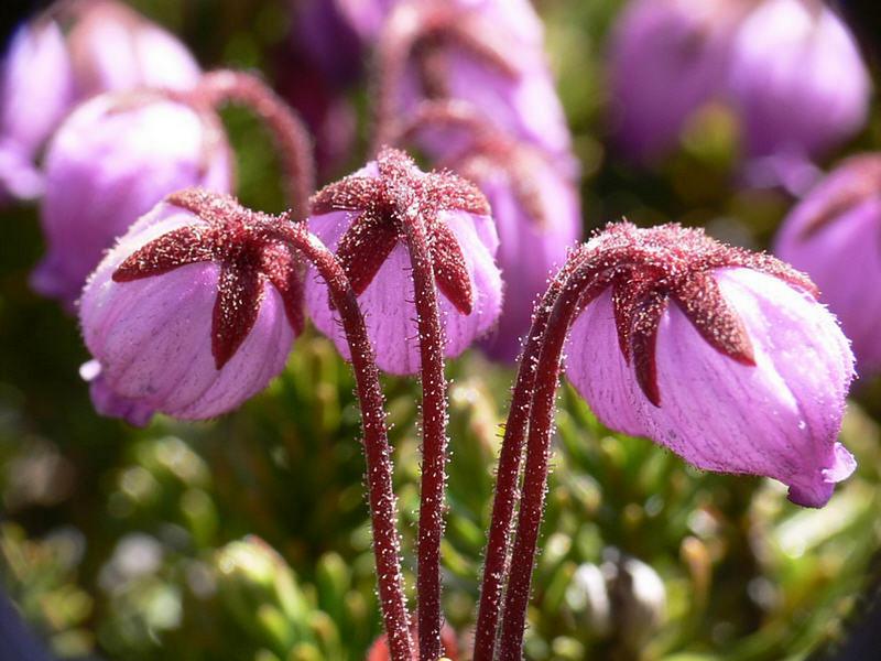 Изображение особи Phyllodoce caerulea.