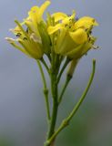 Sisymbrium luteum