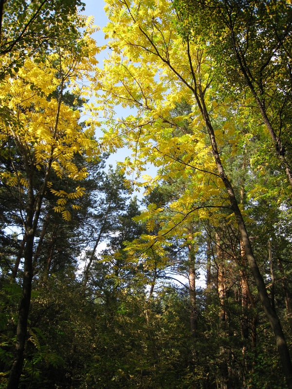 Изображение особи Juglans mandshurica.