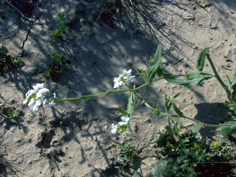 Image of Cryptospora omissa specimen.