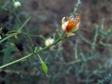 Zygophyllum eichwaldii. Побег с цветком и завязавшимся плодом. Узбекистан, Бухарская обл., берег озера Денгизкуль. 05.06.2009.
