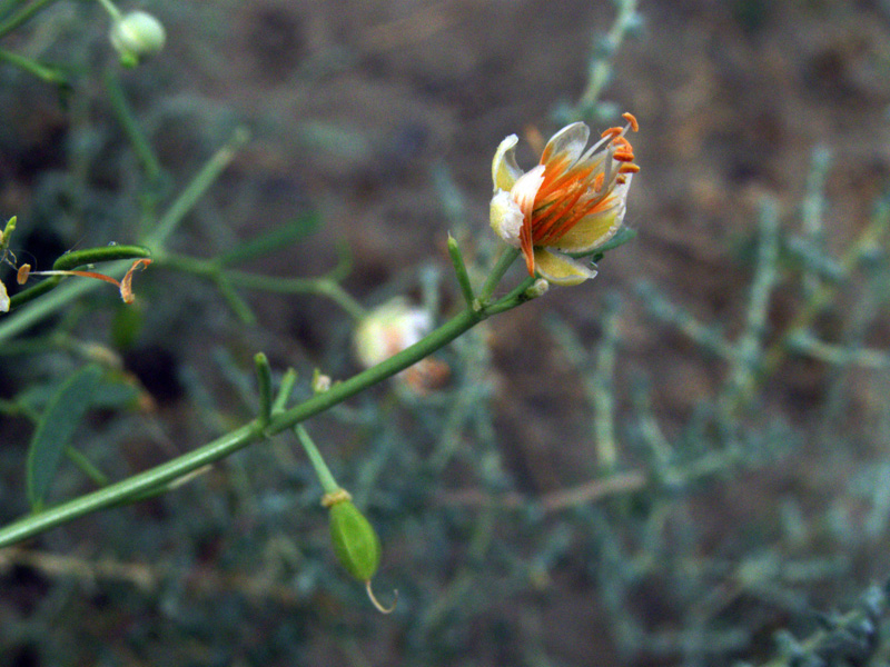 Image of Zygophyllum eichwaldii specimen.