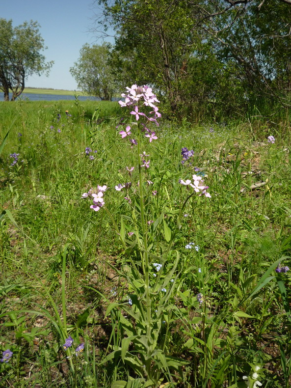 Image of Hesperis sibirica specimen.