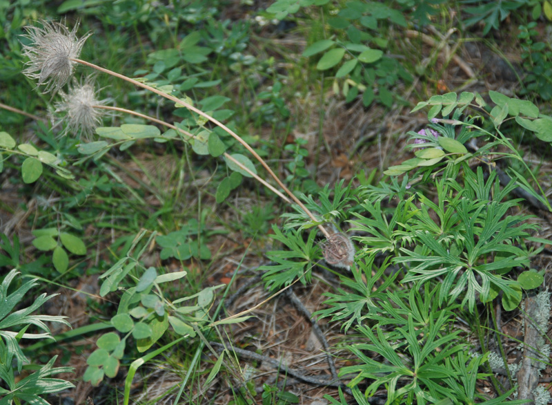 Image of Pulsatilla multifida specimen.