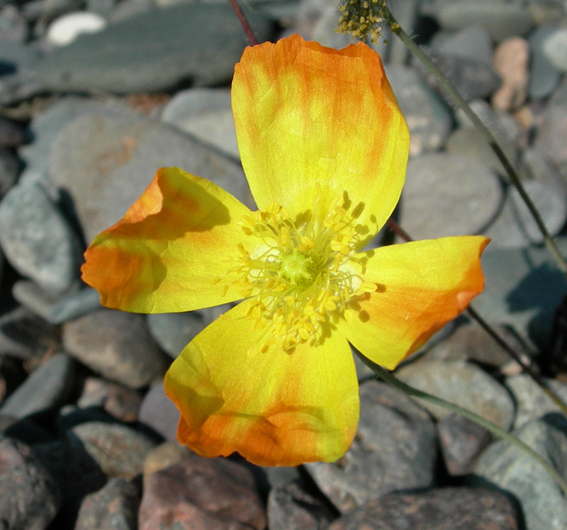 Image of Papaver setosum specimen.