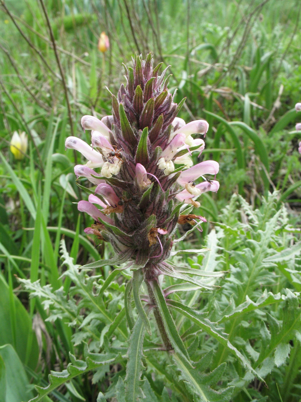 Image of Pedicularis masalskyi specimen.