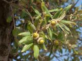 Quercus ilex. Веточка с плодами. Черногория, г. Петровац (Petrovac), набережная, в культуре. 12.10.2014.