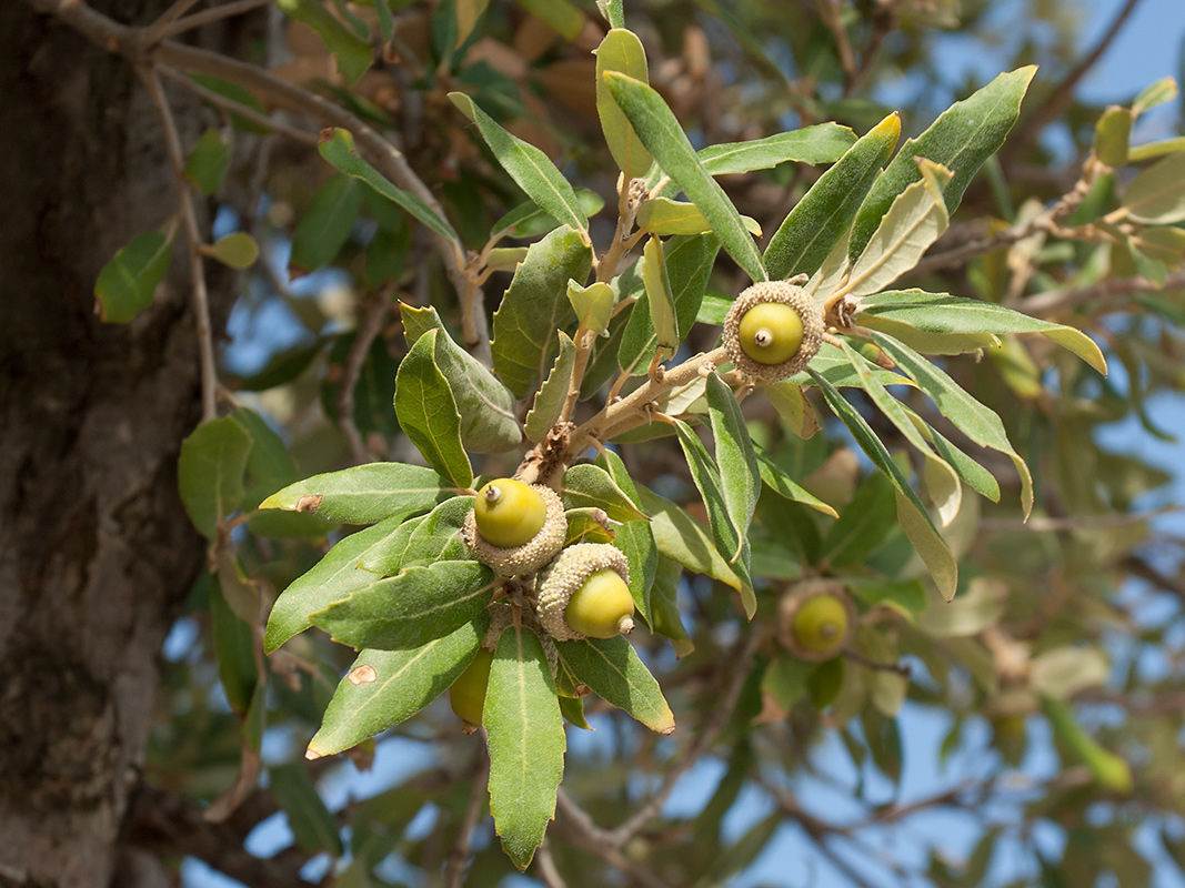 Image of Quercus ilex specimen.