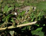 genus Amaranthus. Часть цветущего растения. Краснодарский край, Сочи, окр. с. Красная Воля, берег р. Кудепста. 05.11.2015.