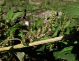 Amaranthus