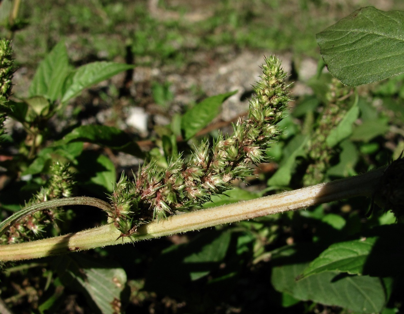 Изображение особи род Amaranthus.