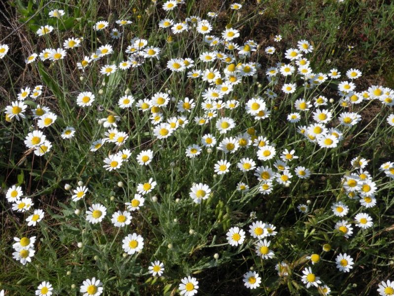 Image of Anthemis ruthenica specimen.