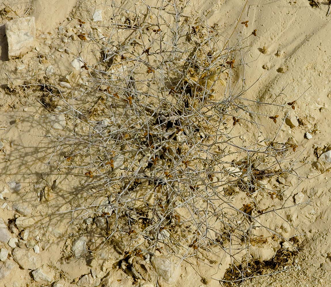 Image of Helianthemum sancti-antonii specimen.