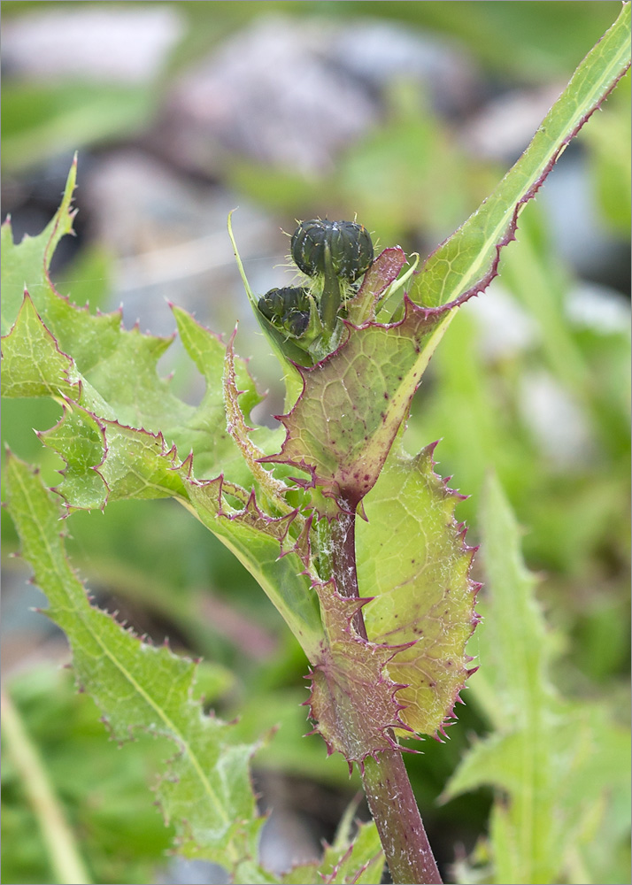 Image of genus Sonchus specimen.