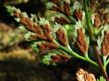 Asplenium adiantum-nigrum