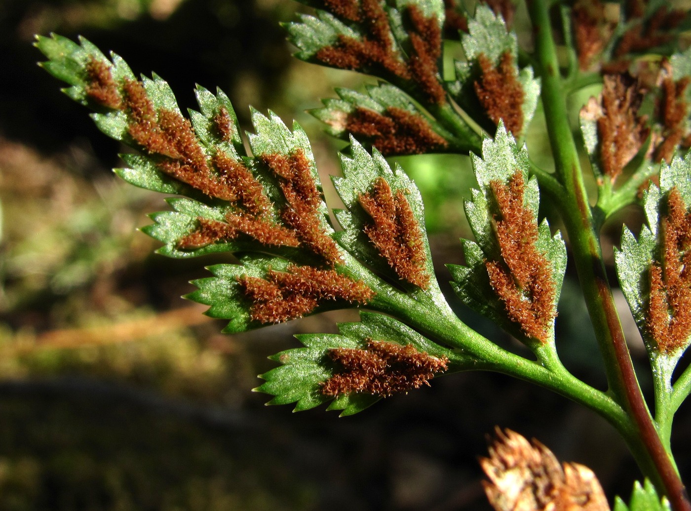 Изображение особи Asplenium adiantum-nigrum.