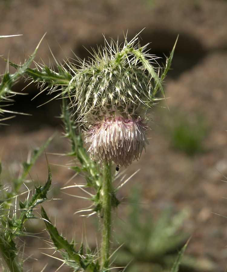 Изображение особи Cirsium echinus.