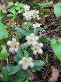 Chimaphila umbellata