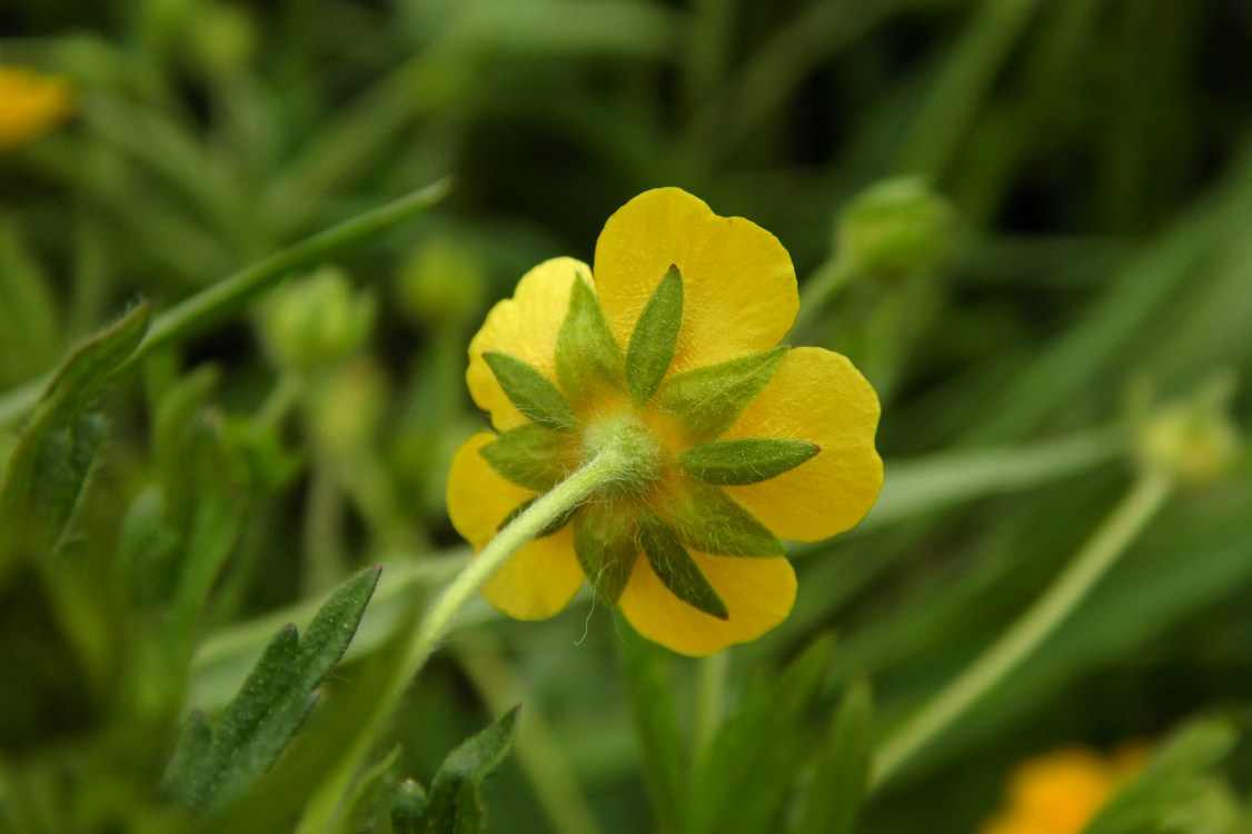 Изображение особи Potentilla goldbachii.