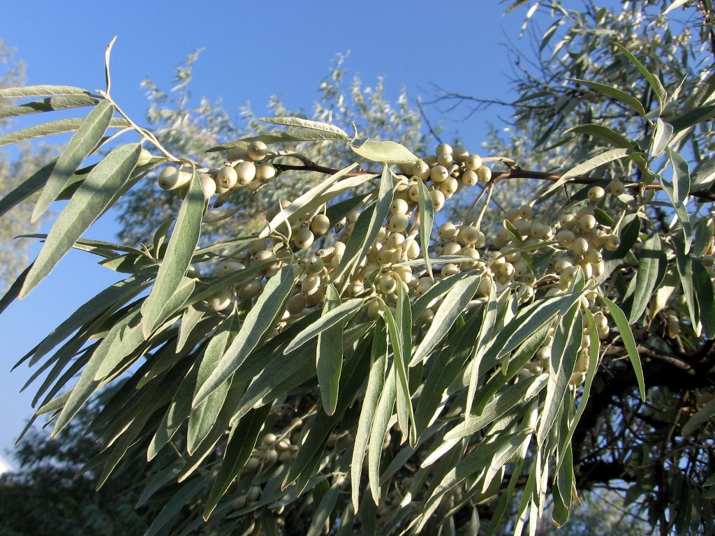 Image of Elaeagnus angustifolia specimen.