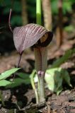 Arisaema подвид urashima