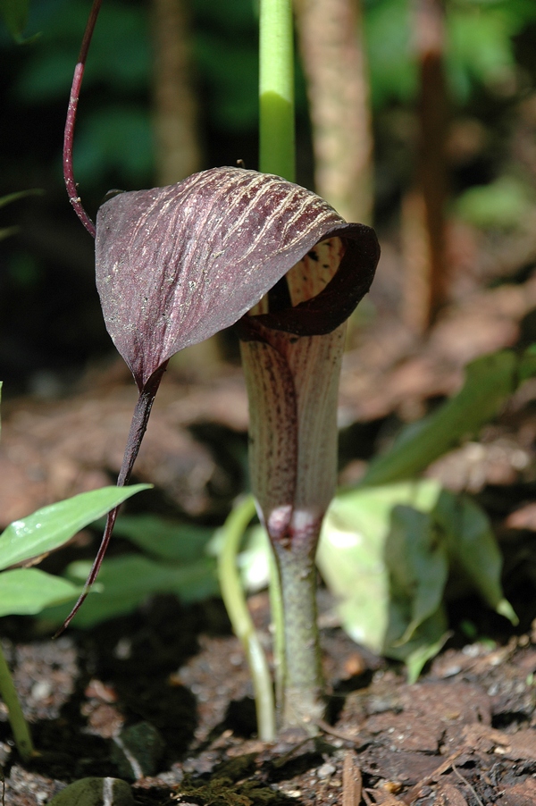 Изображение особи Arisaema thunbergii ssp. urashima.