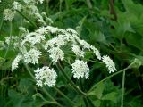 Heracleum dissectum. Соцветие. Иркутская обл., Иркутский р-н, окр. с. Пивовариха. 30.06.2014.