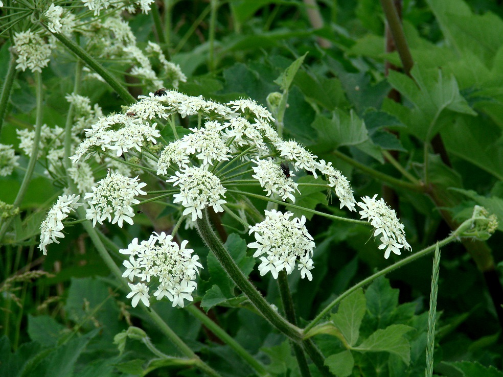 Изображение особи Heracleum dissectum.