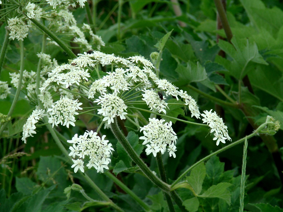 Image of Heracleum dissectum specimen.