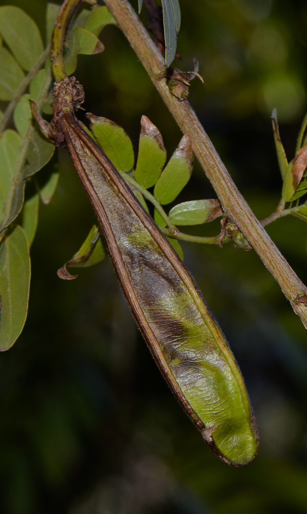 Image of Calliandra haematocephala specimen.