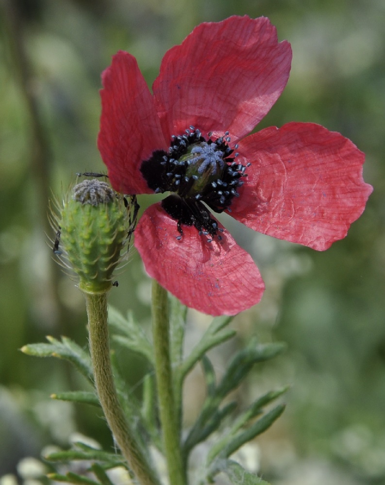 Изображение особи Papaver hybridum.