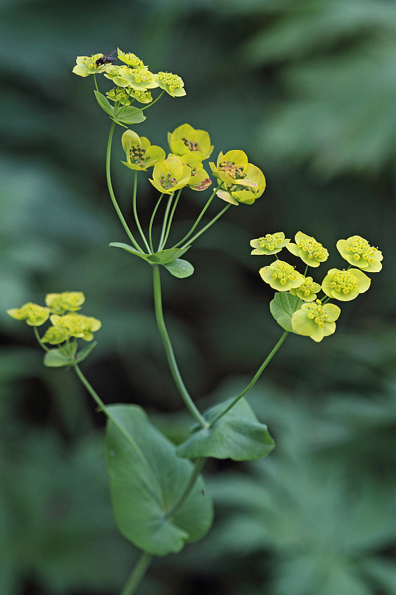 Изображение особи Bupleurum longifolium ssp. aureum.