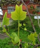 Liriodendron tulipifera. Молодые листья. Латвия, Саласпилс, Национальный ботанический сад, старый парк, в культуре. 07.05.2015.