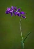 Polygala hybrida. Верхушка побега с соцветием. Пермский край, Лысьвинский р-н, с. Кын, луг. 28.09.2013.