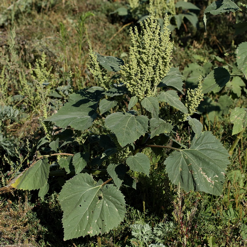 Image of Cyclachaena xanthiifolia specimen.