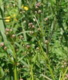Galium pseudorivale