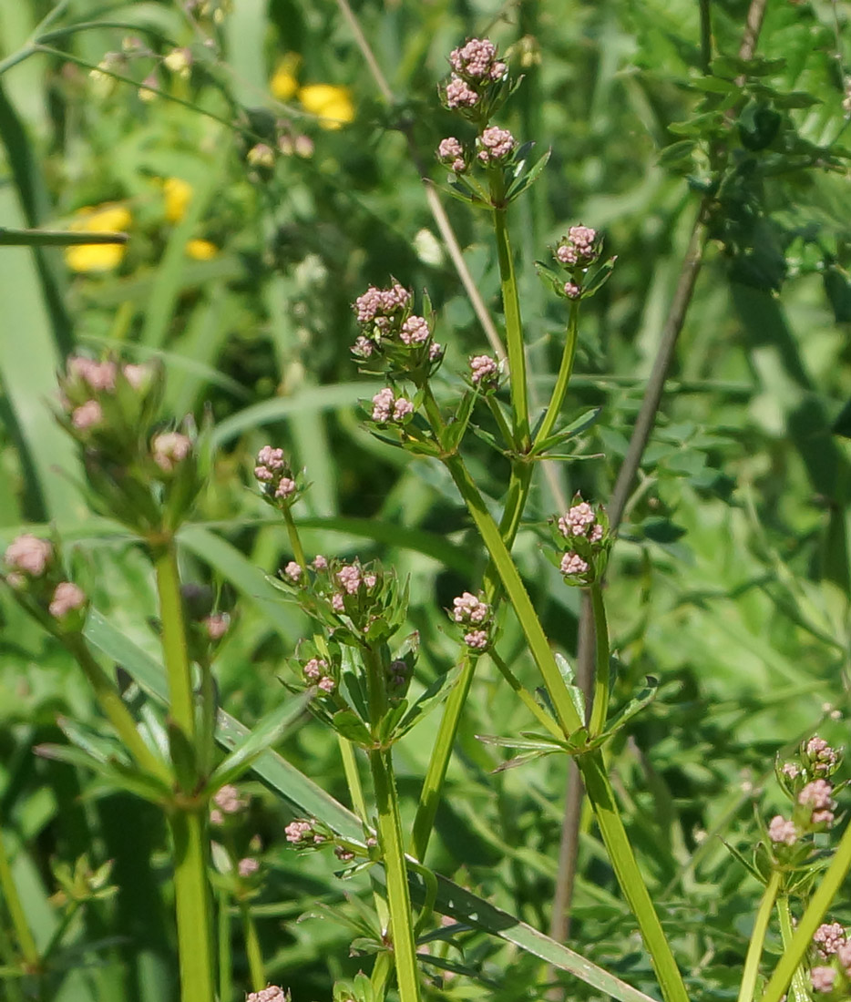 Изображение особи Galium pseudorivale.