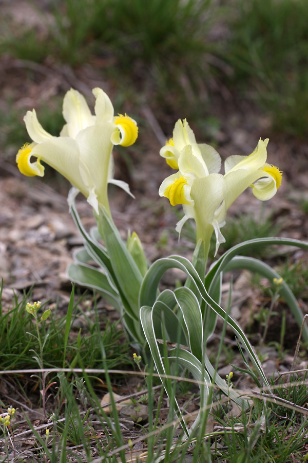 Изображение особи Juno orchioides.