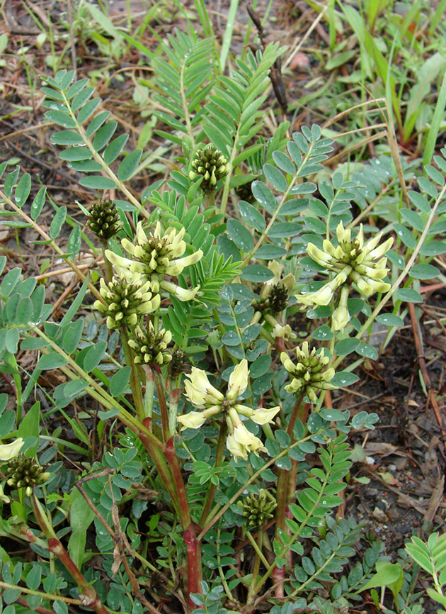 Image of Astragalus schelichowii specimen.